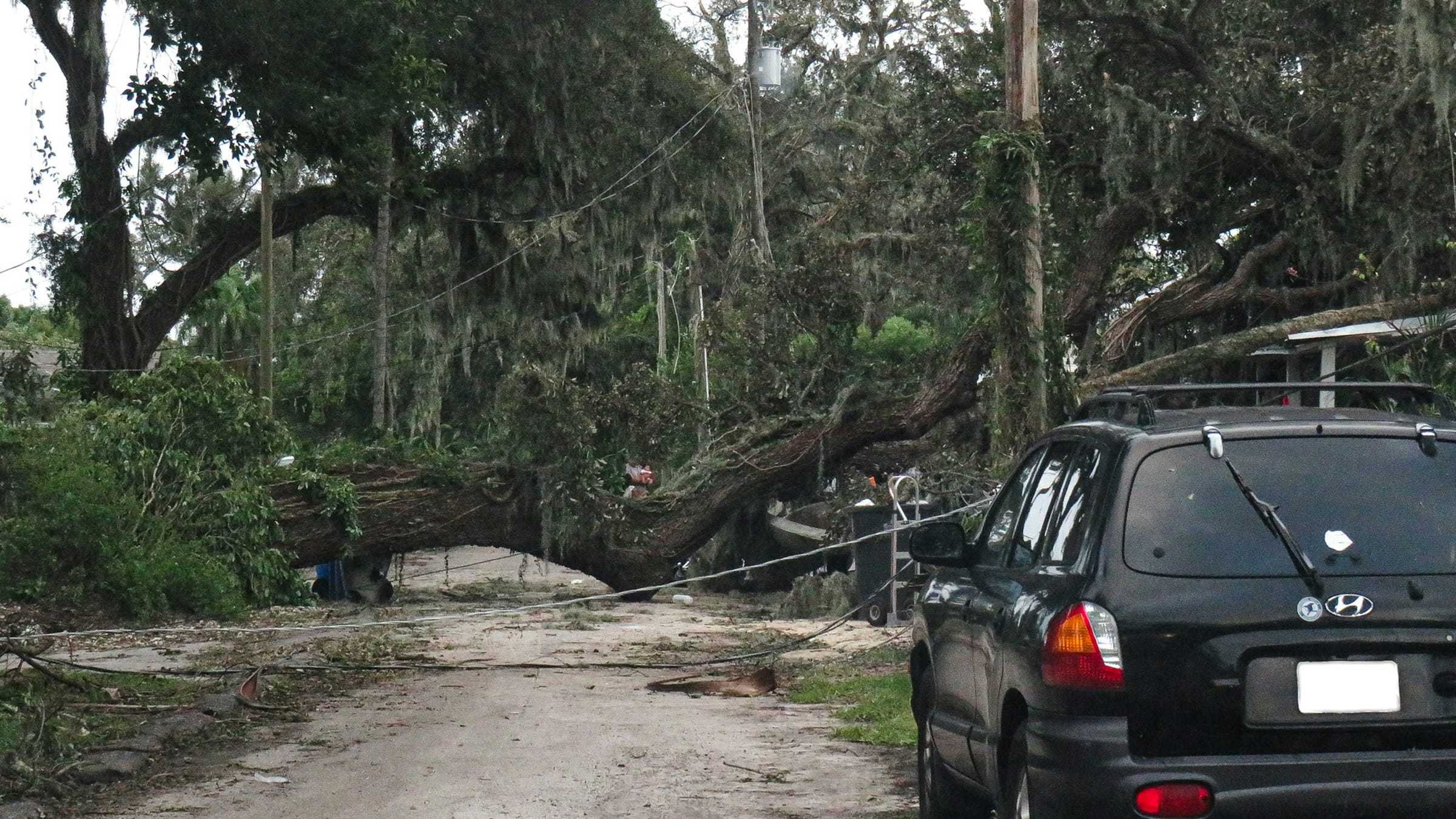 Large moss-draped oak fallen across a street after a storm, with lines down