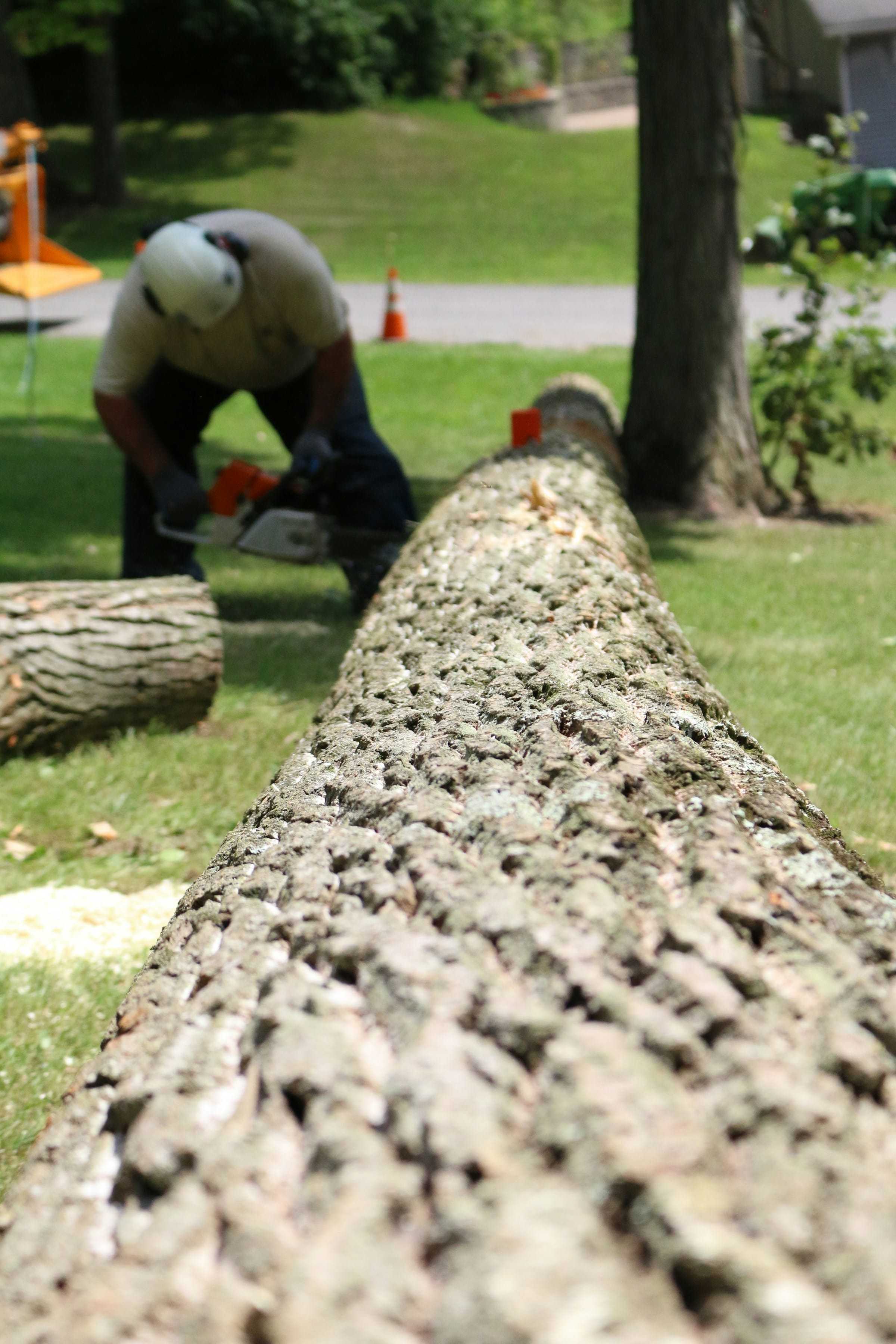 Cut sections of a removed tree trunk on a lawn